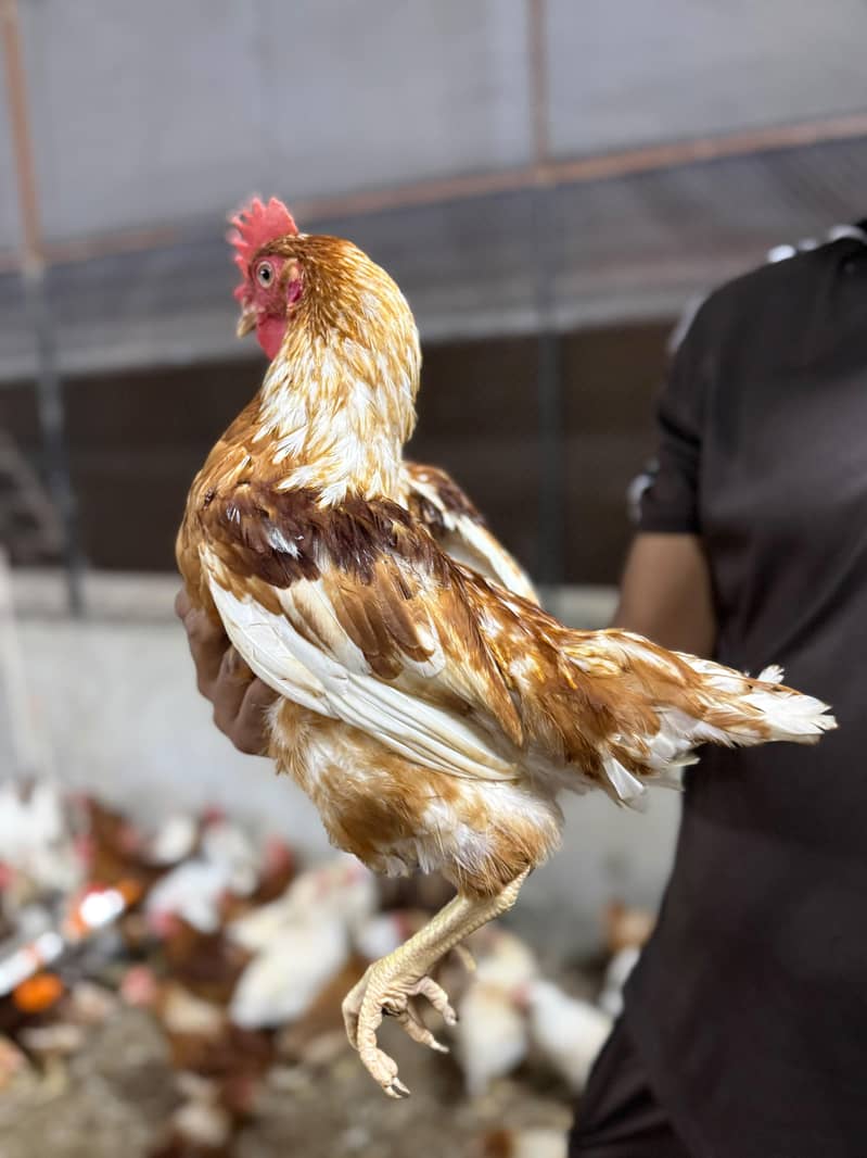 Desi murgh 3