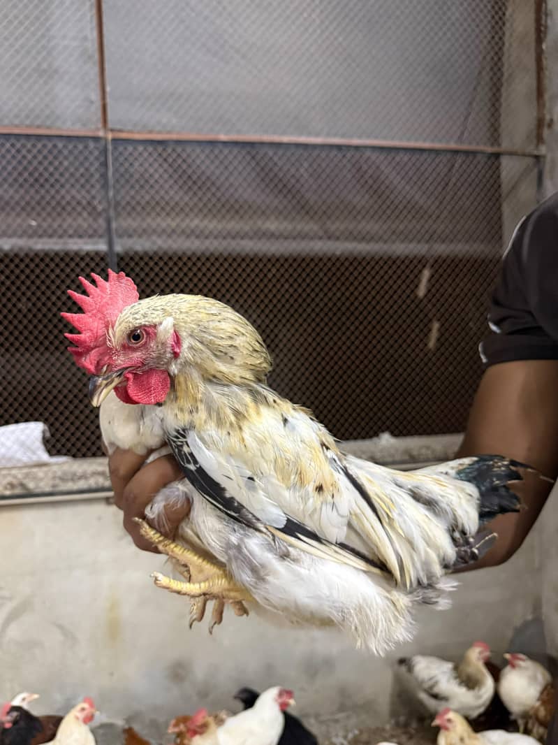 Desi murgh 4