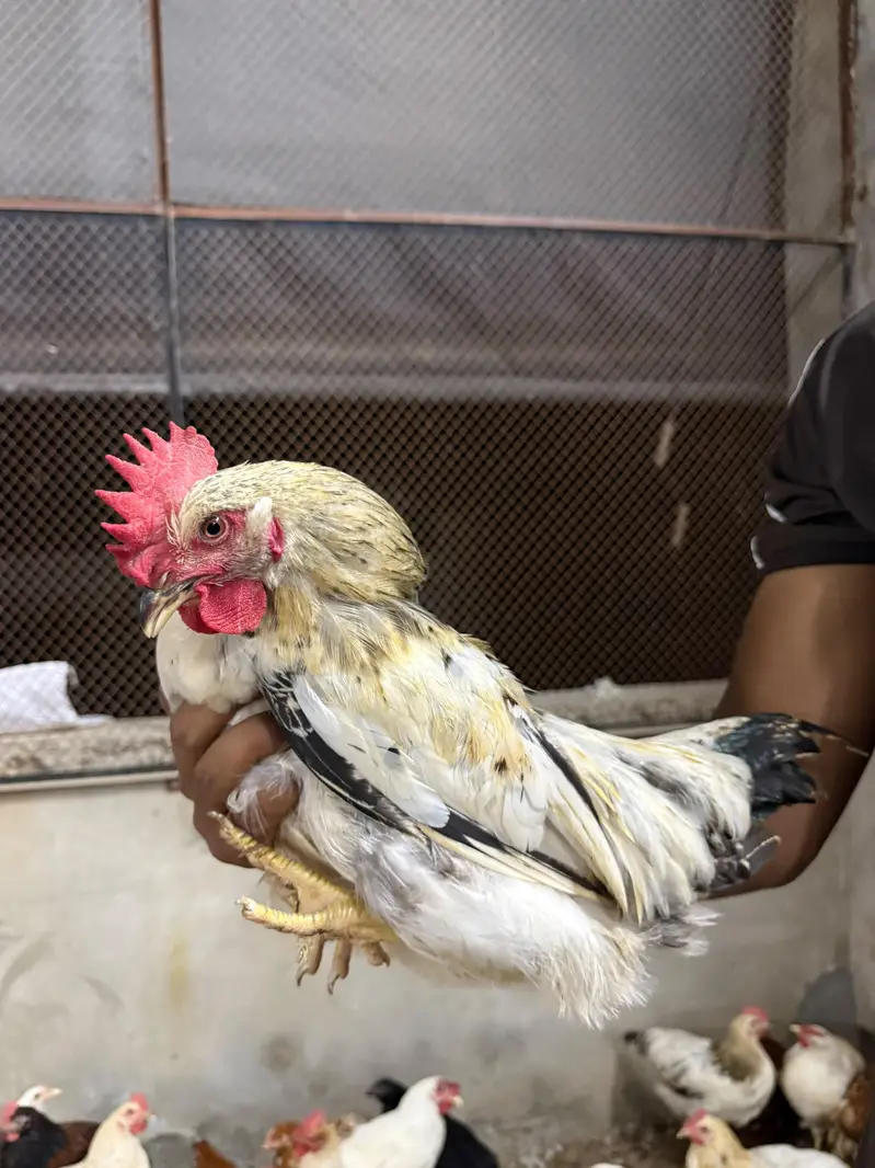 Desi murgh — photo 5