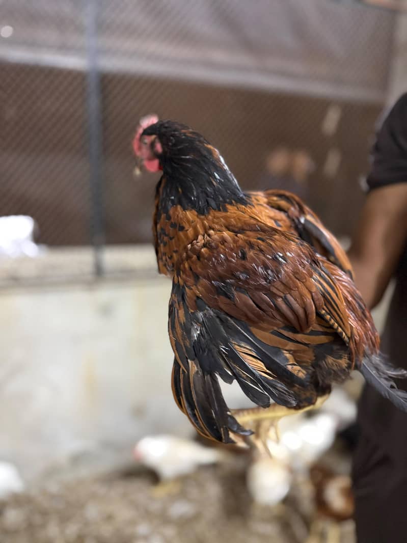 Desi murgh 5