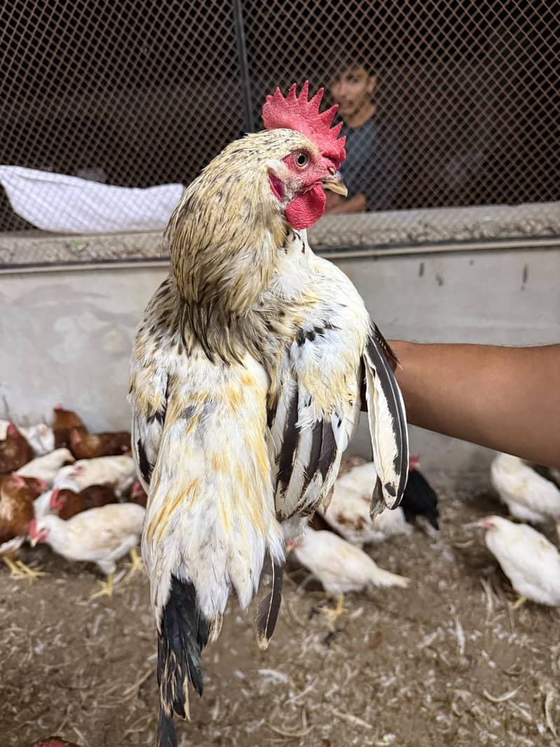 Desi murgh 6