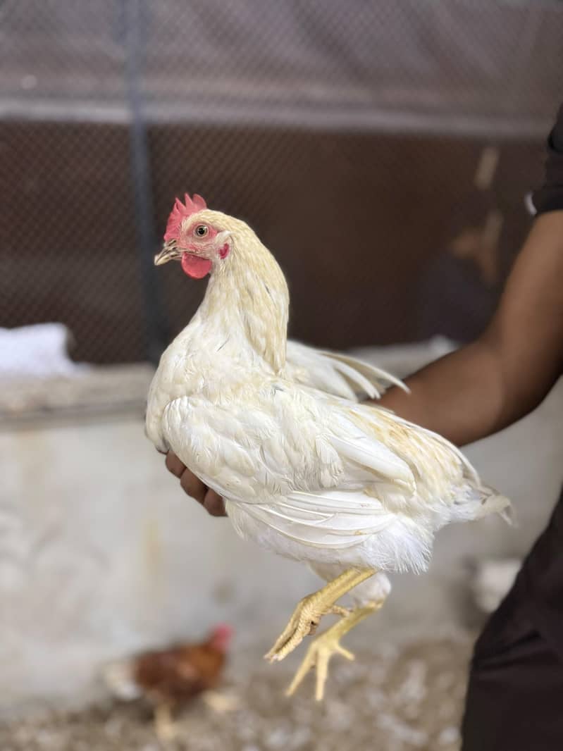 Desi murgh 7