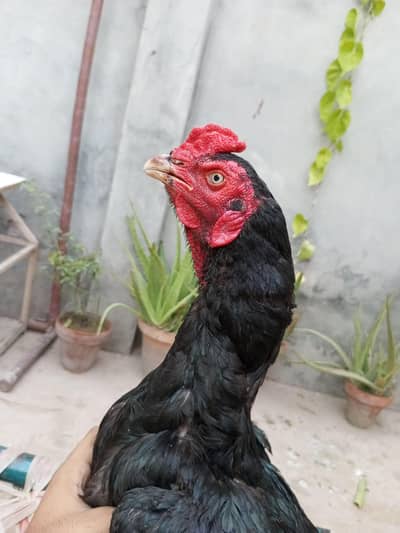Msuhka aseel Roster (Black colour