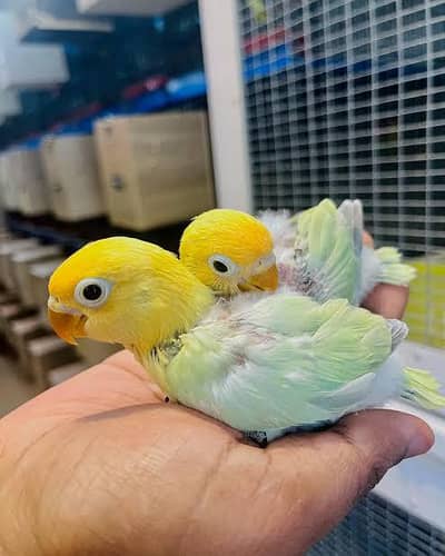 love birds chiks for hend temd