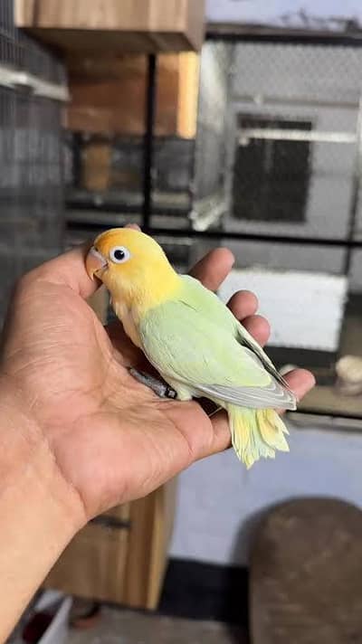 love birds chiks for hend temd
