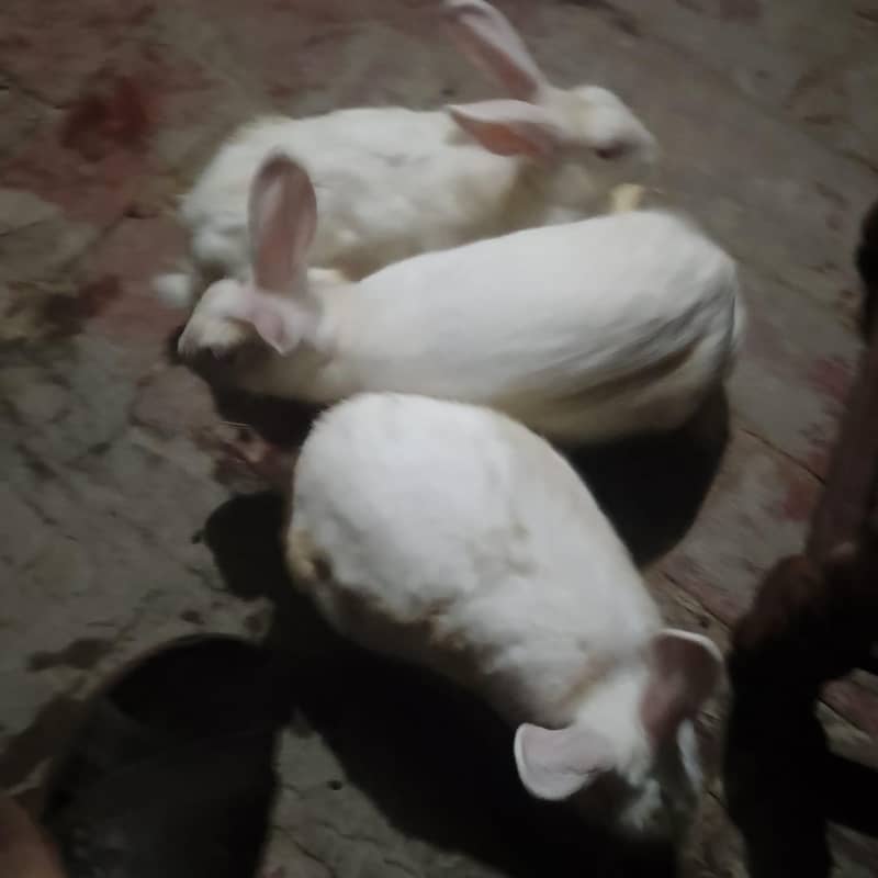 خرگوش برائے فروخت 1