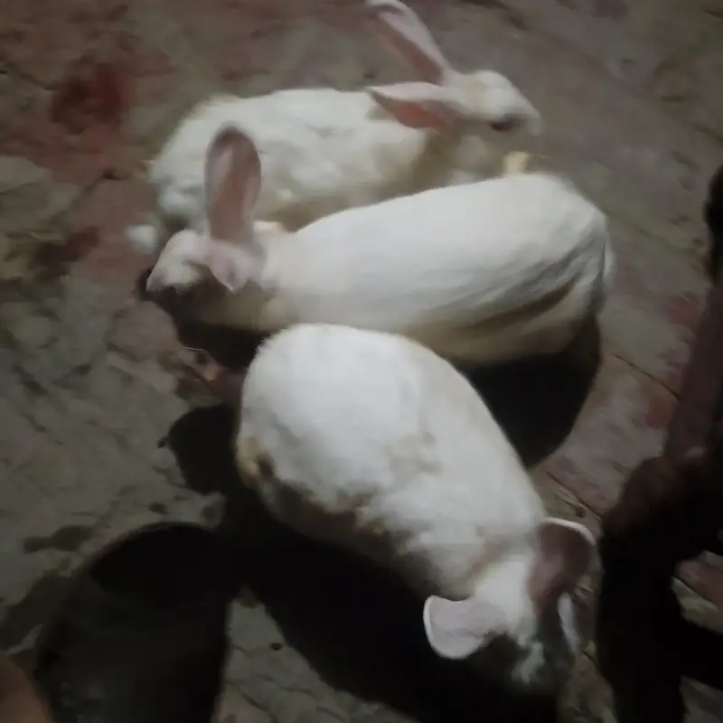 خرگوش برائے فروخت — photo 2