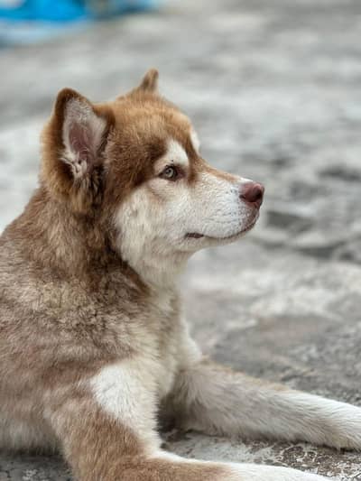 husky dog