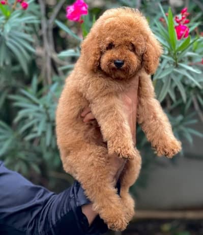 Australian Poodle Puppy | Pedigree Poodle Pup for sale khokhar Kennel