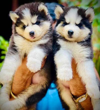 Siberian Husky Puppy | Pedigree Husky Pups for sale