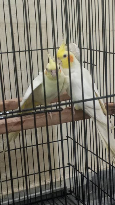 Latino cocktail parrot