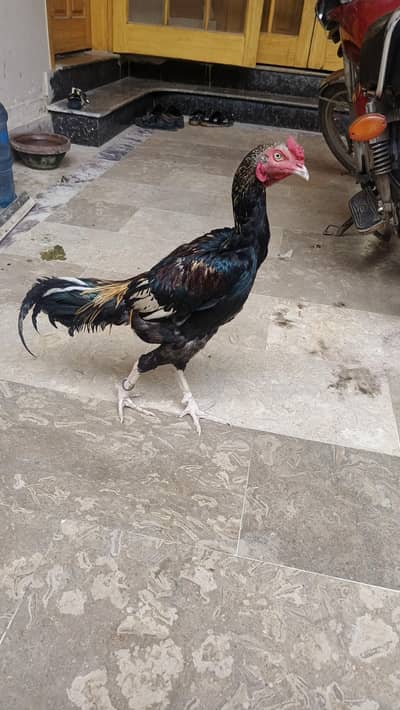 1 Male 4500, Black Hen 2000, Brown spurs hen 2500 Red Turkish Hen 2000