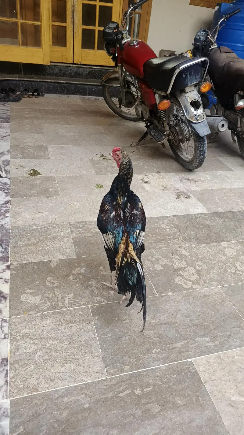 1 Male 4500, Black Hen 2000, Brown spurs hen 2500 Red Turkish Hen 2000 — photo 2