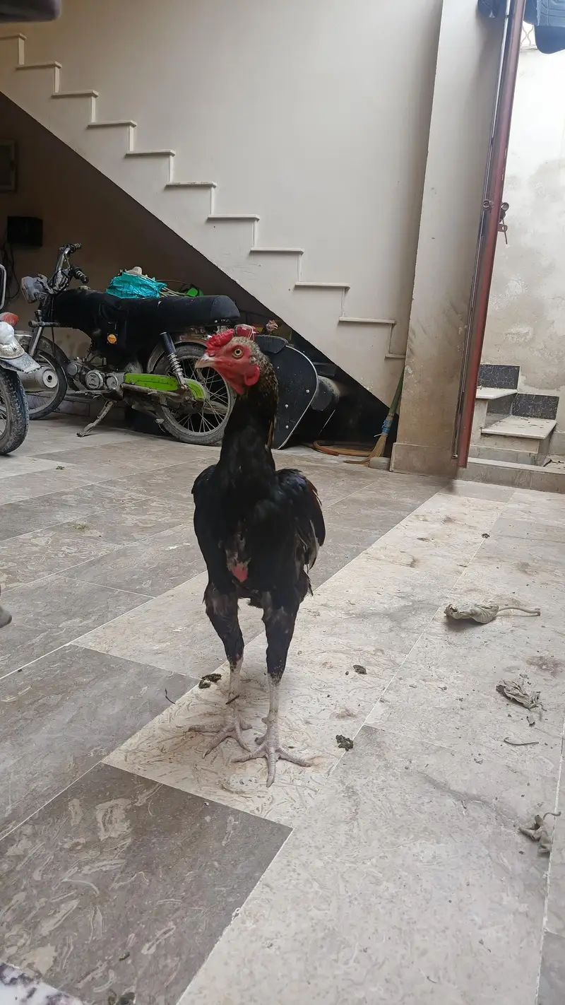1 Male 4500, Black Hen 2000, Brown spurs hen 2500 Red Turkish Hen 2000 — photo 3