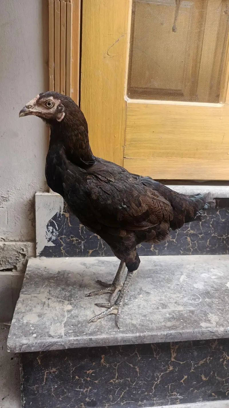 1 Male 4500, Black Hen 2000, Brown spurs hen 2500 Red Turkish Hen 2000 — photo 4