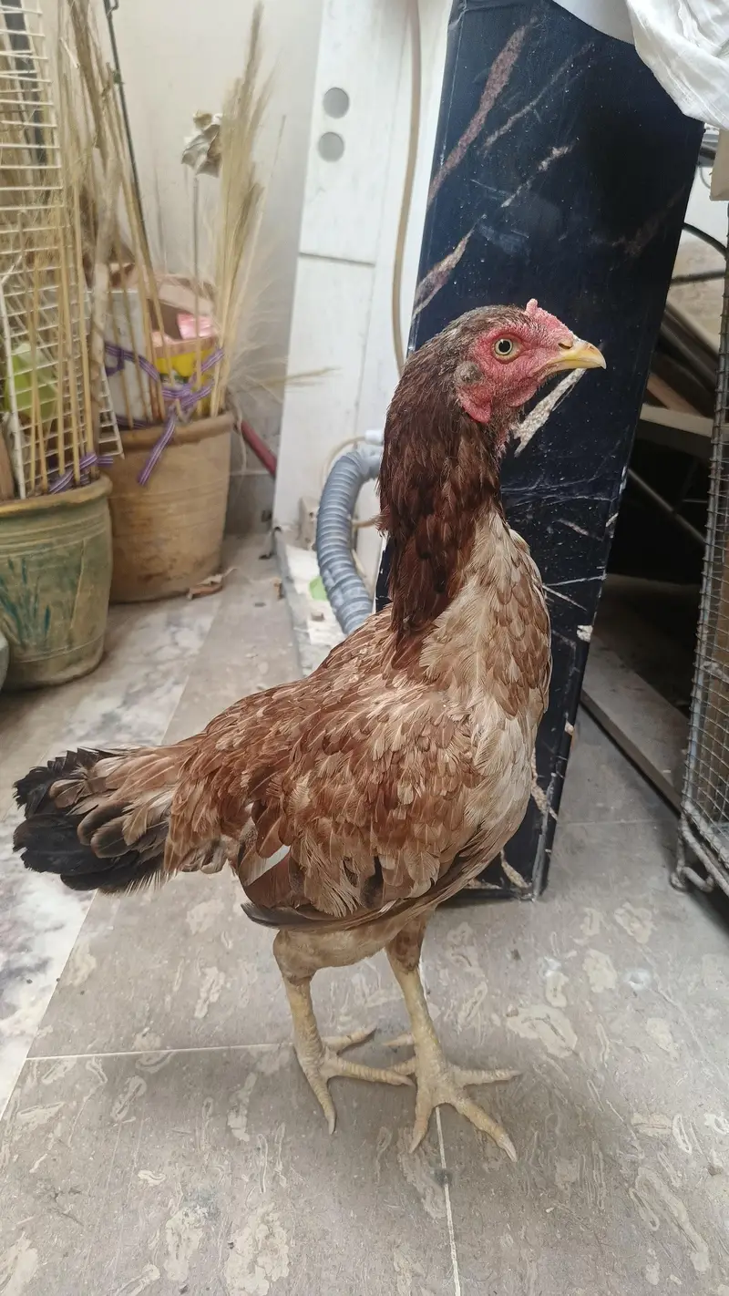 1 Male 4500, Black Hen 2000, Brown spurs hen 2500 Red Turkish Hen 2000 — photo 5
