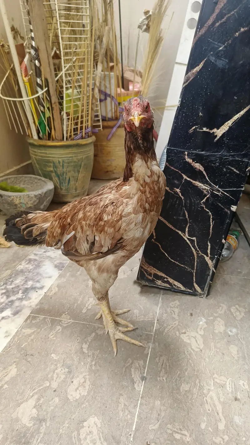 1 Male 4500, Black Hen 2000, Brown spurs hen 2500 Red Turkish Hen 2000 — photo 6