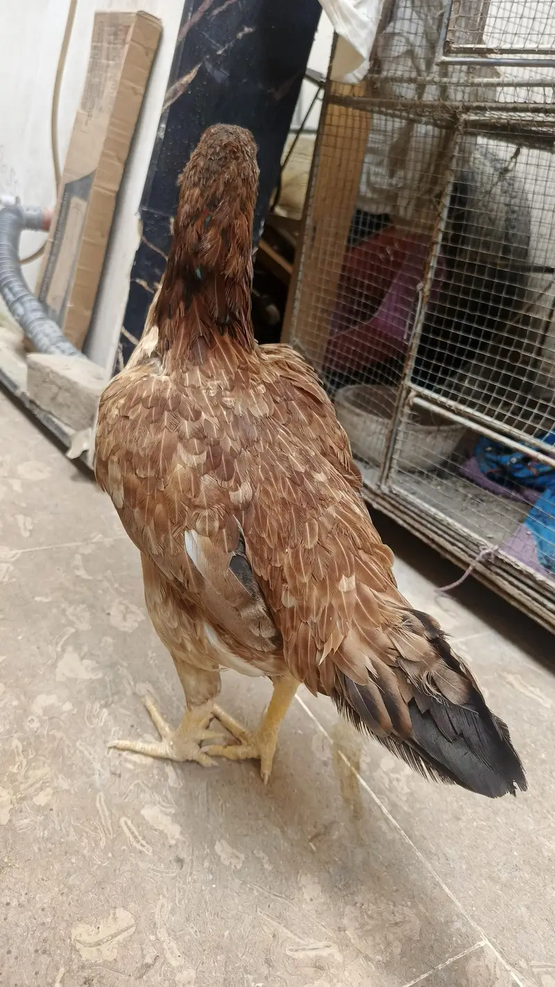 1 Male 4500, Black Hen 2000, Brown spurs hen 2500 Red Turkish Hen 2000 — photo 8