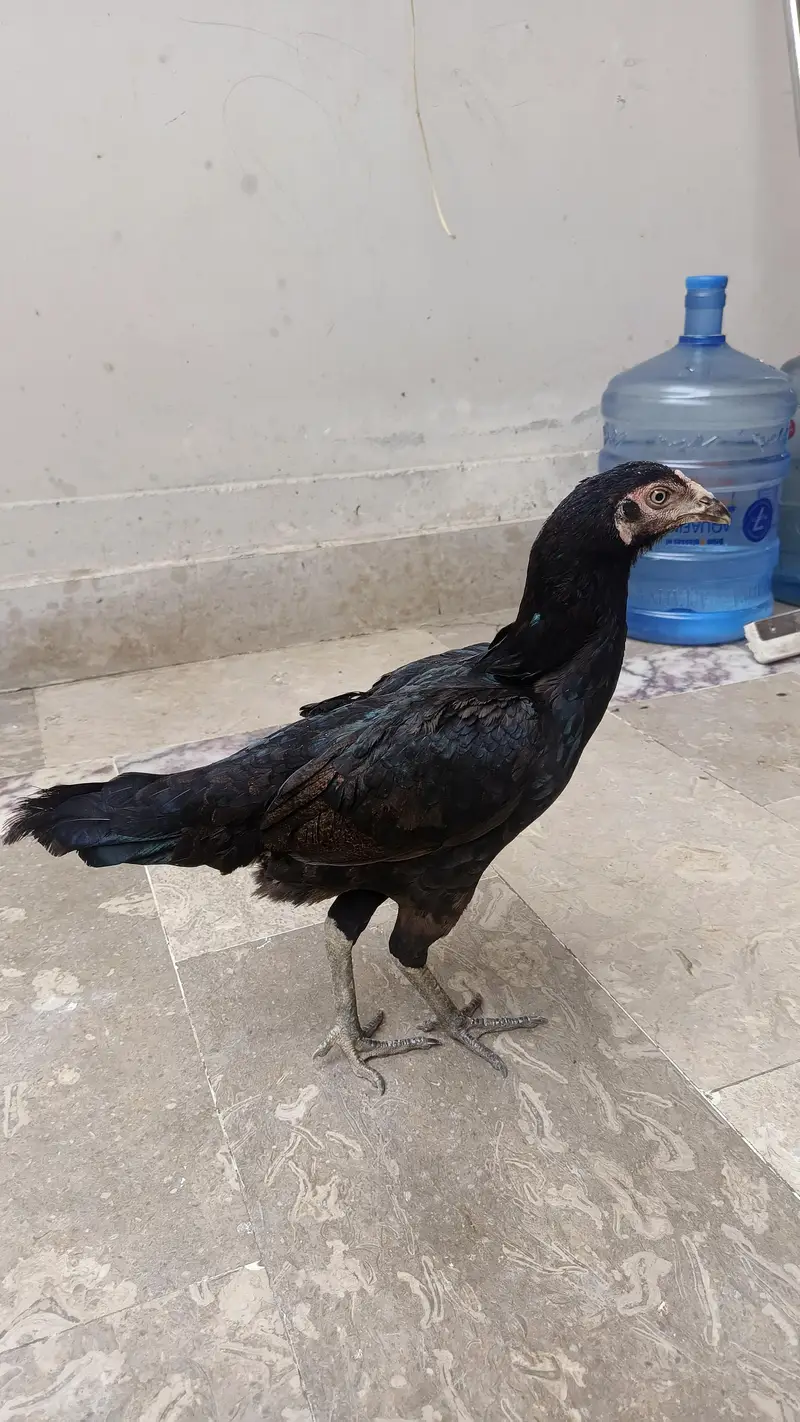1 Male 4500, Black Hen 2000, Brown spurs hen 2500 Red Turkish Hen 2000 — photo 9