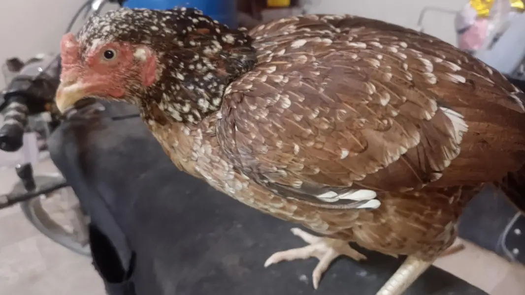 1 Male 4500, Black Hen 2000, Brown spurs hen 2500 Red Turkish Hen 2000 — photo 10