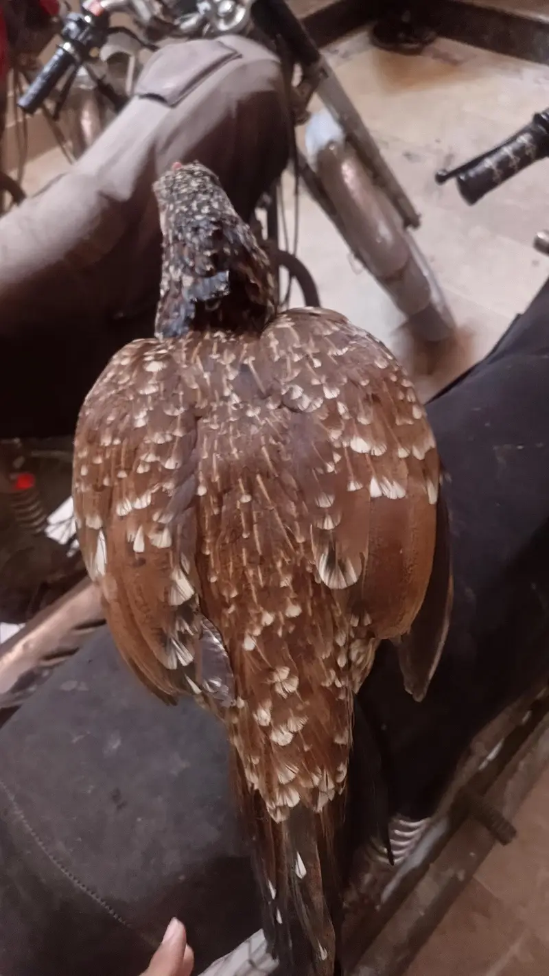1 Male 4500, Black Hen 2000, Brown spurs hen 2500 Red Turkish Hen 2000 — photo 11