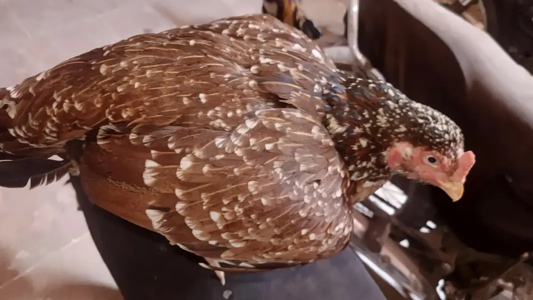 1 Male 4500, Black Hen 2000, Brown spurs hen 2500 Red Turkish Hen 2000 — photo 12