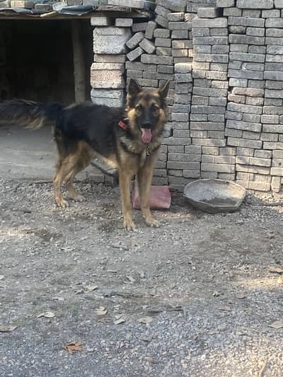 German shepherd male for sale