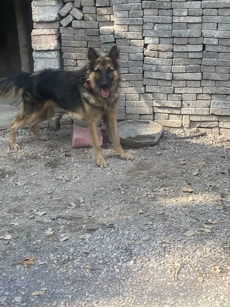 German shepherd male for sale — photo 2