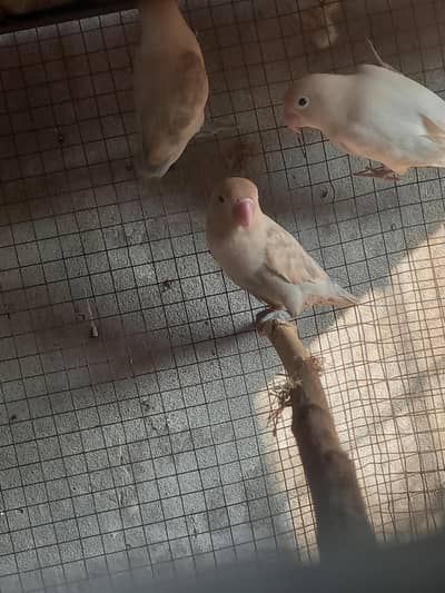 love birds