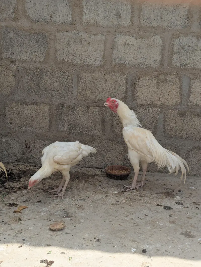 Heera aseel — photo 2