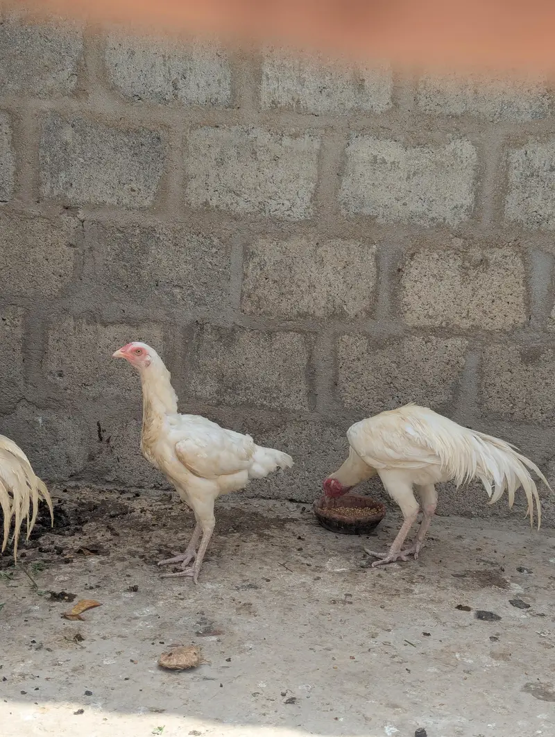 Heera aseel — photo 5