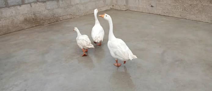 Longneck Geese
