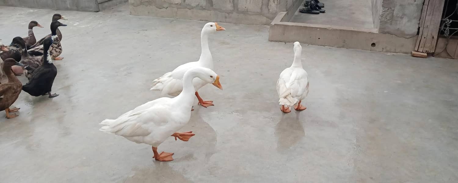 Longneck Geese 1