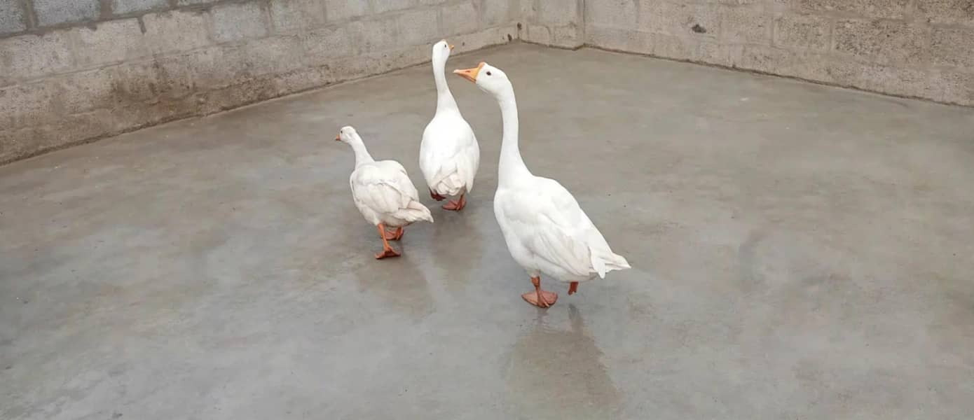 Longneck Geese 2
