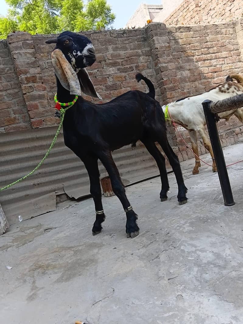 Bakra 0