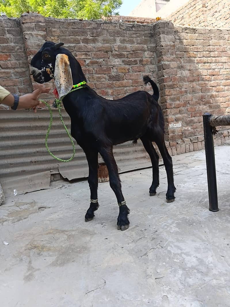 Bakra 1