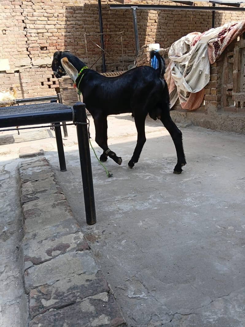 Bakra 2