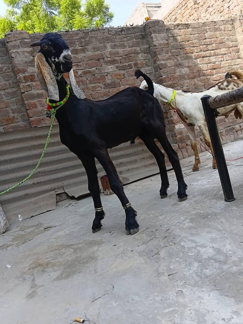 Bakra 3