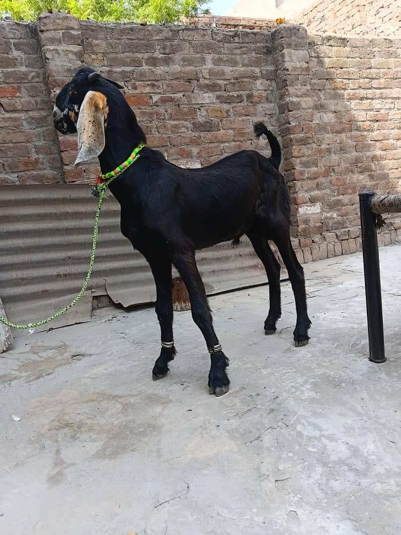 Bakra 4