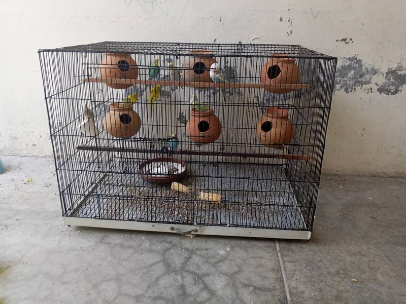 Budgie 0