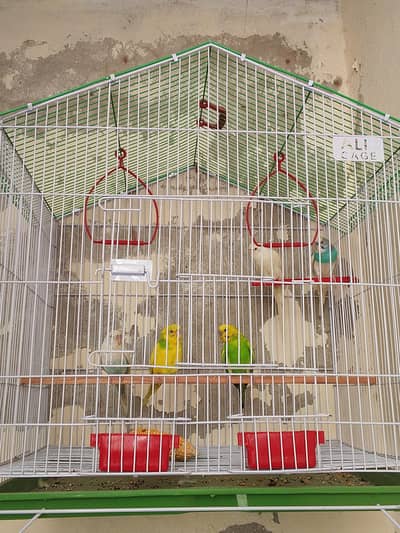 Autalian brids breeder pair