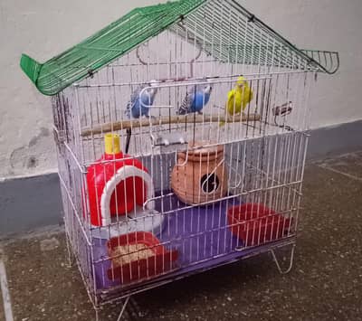 Parrots with cage