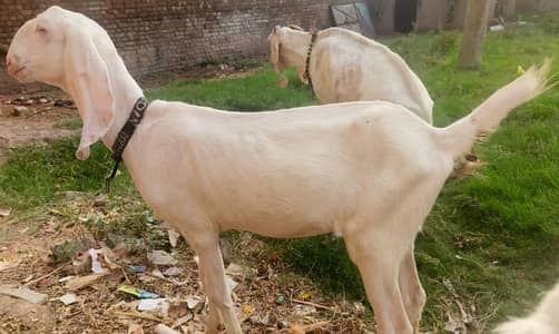 gulabi 2female