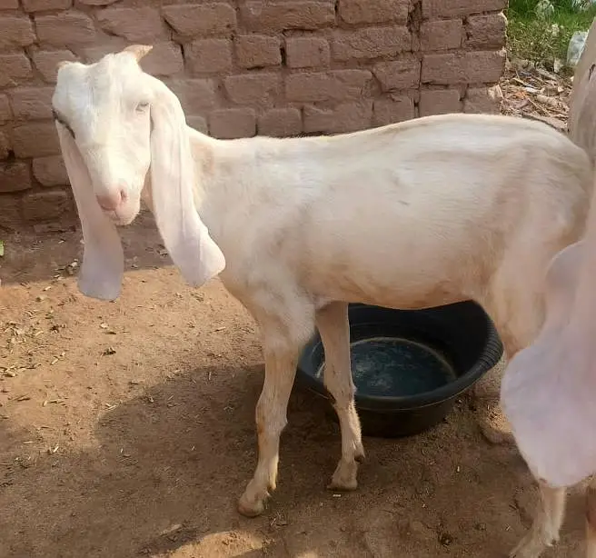 gulabi 2female — photo 2