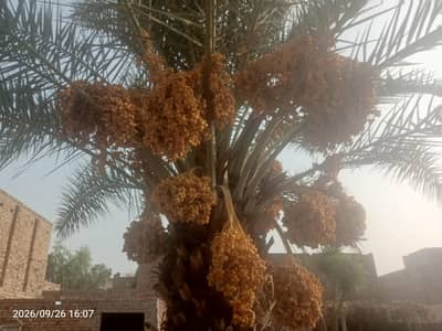 Date palm tree