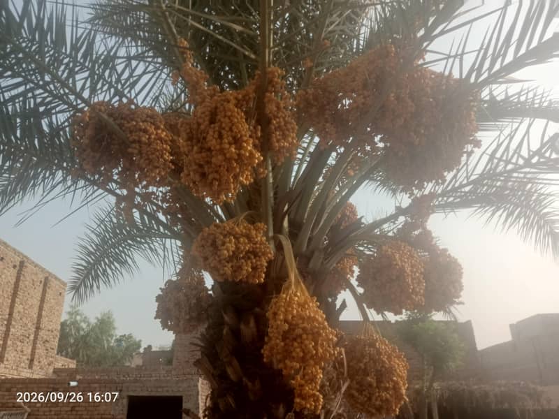 Date palm tree 0