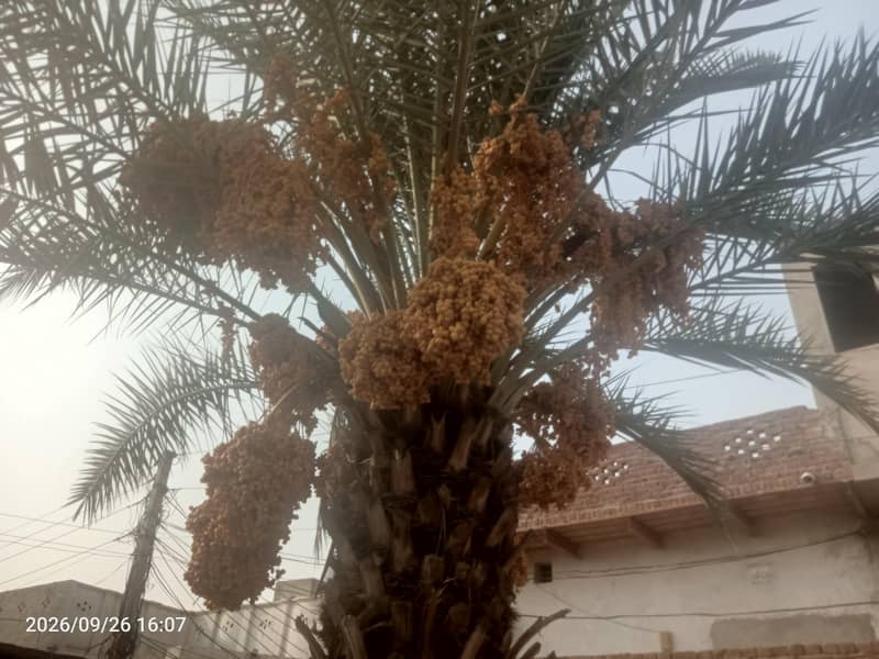 Date palm tree 1