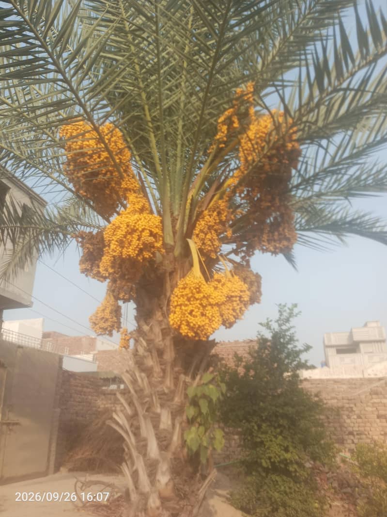 Date palm tree 2