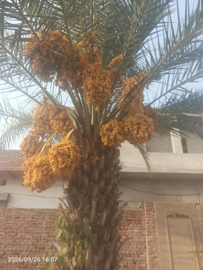 Date palm tree 3