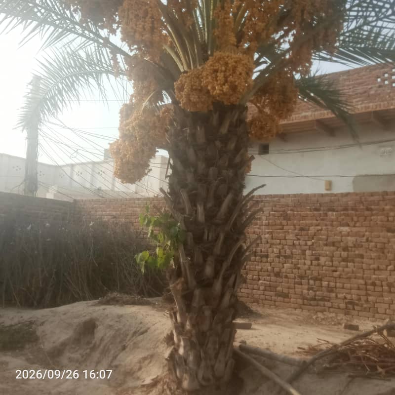 Date palm tree 4
